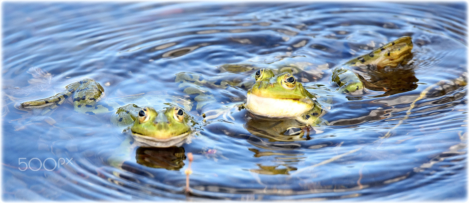 Nikon D7200 sample photo. "frog vibes" photography
