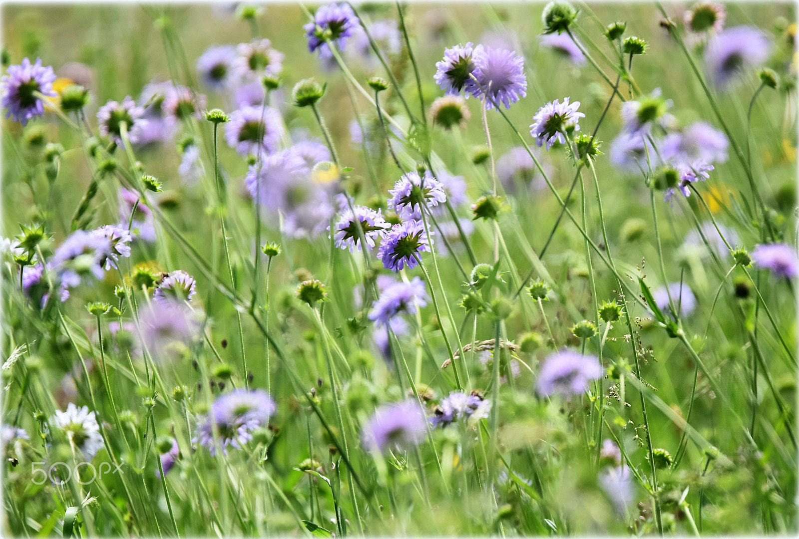 Nikon D7200 sample photo. "grasland" photography