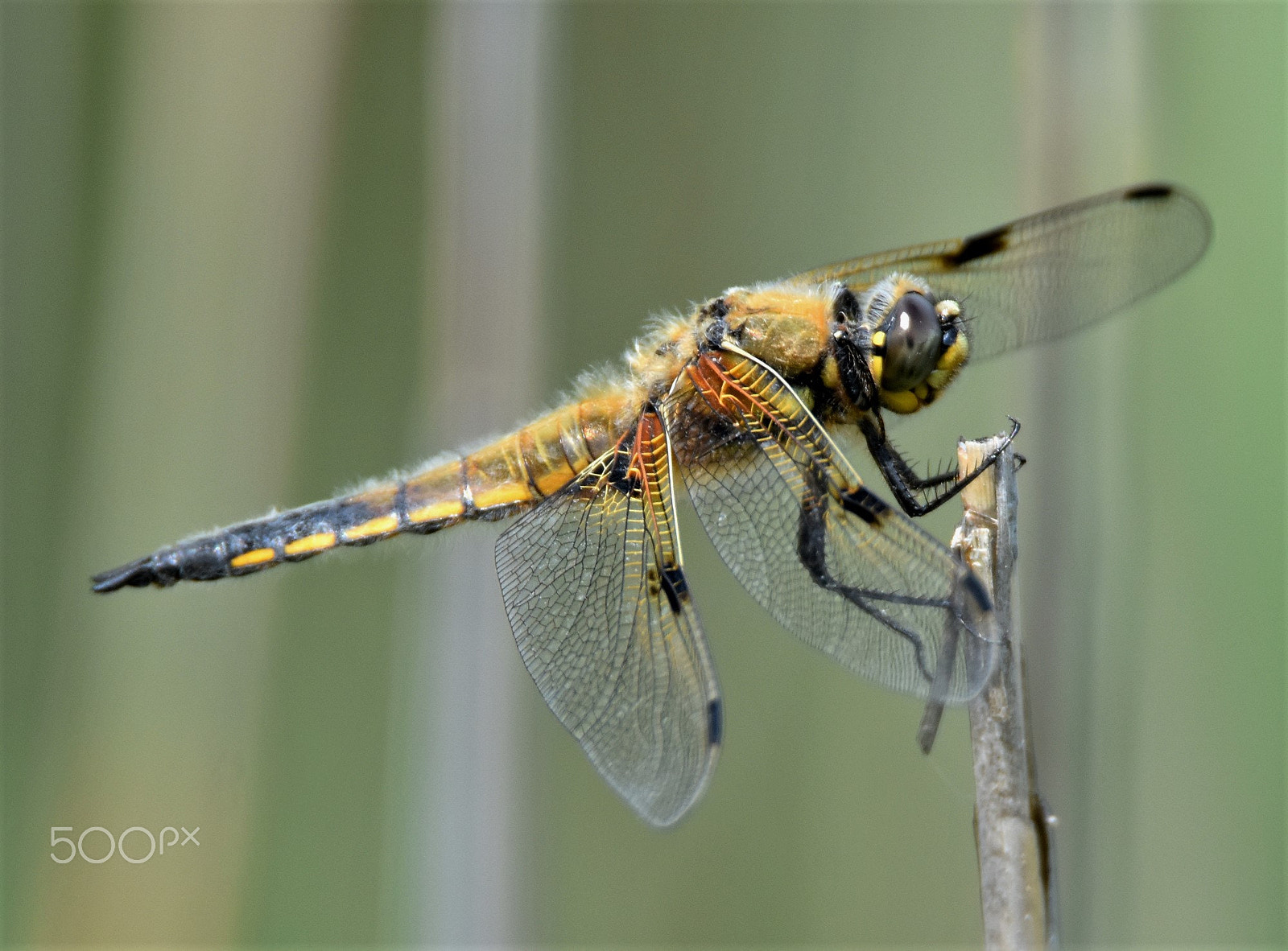 Nikon D7200 sample photo. "libelle" photography