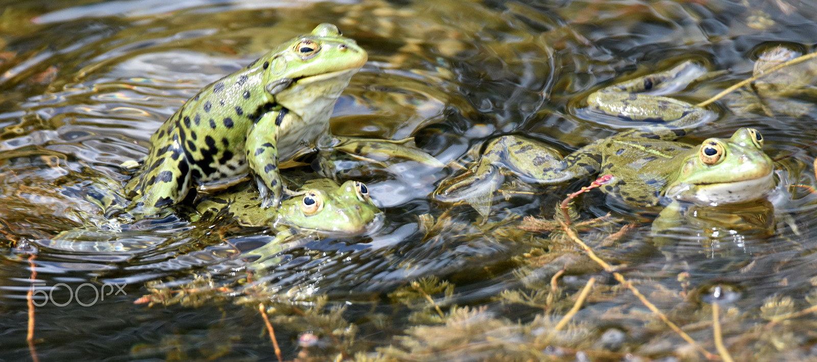 Nikon D7200 + Tamron SP 150-600mm F5-6.3 Di VC USD sample photo. "the frog brothers" photography