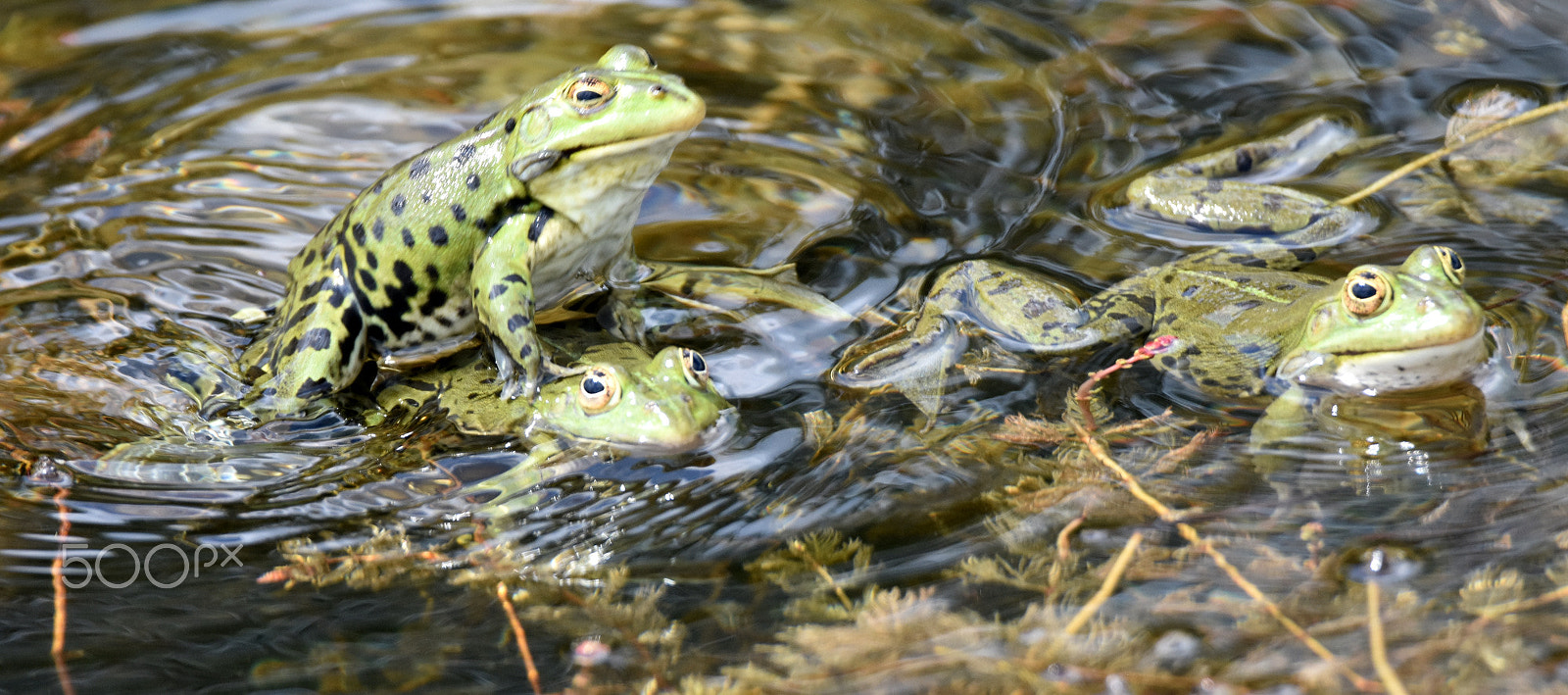 Nikon D7200 sample photo. "the frog brothers" photography
