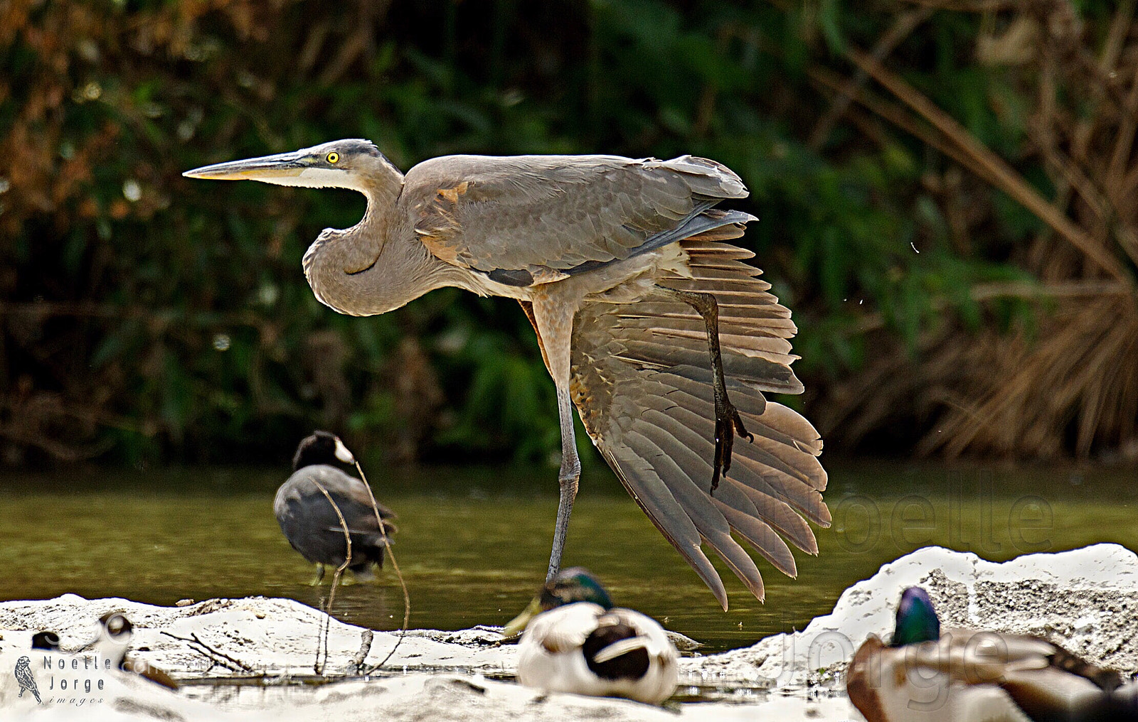 Nikon D500 sample photo. Yoga master photography