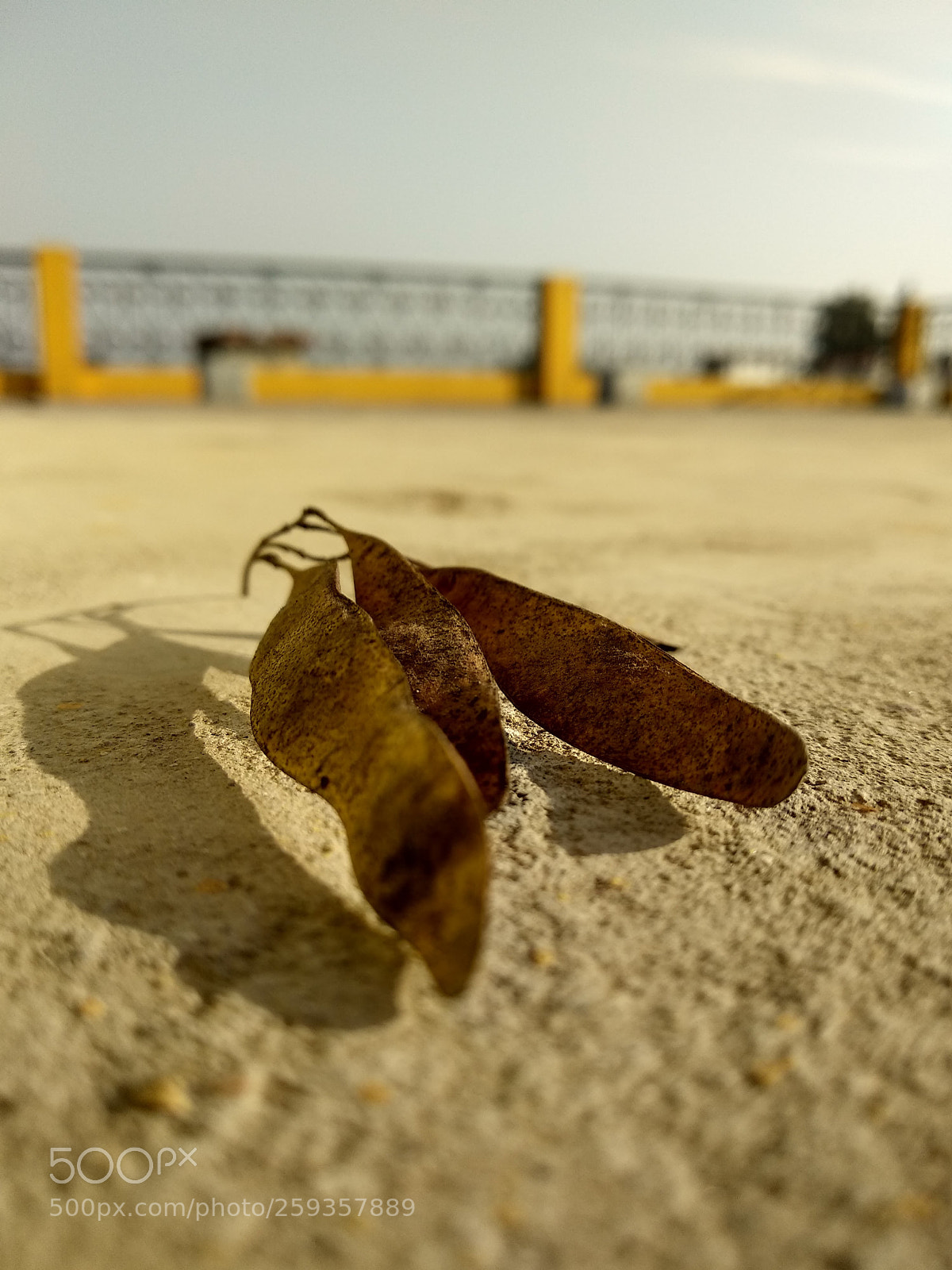 Xiaomi Mi A1 sample photo. Untitled photography