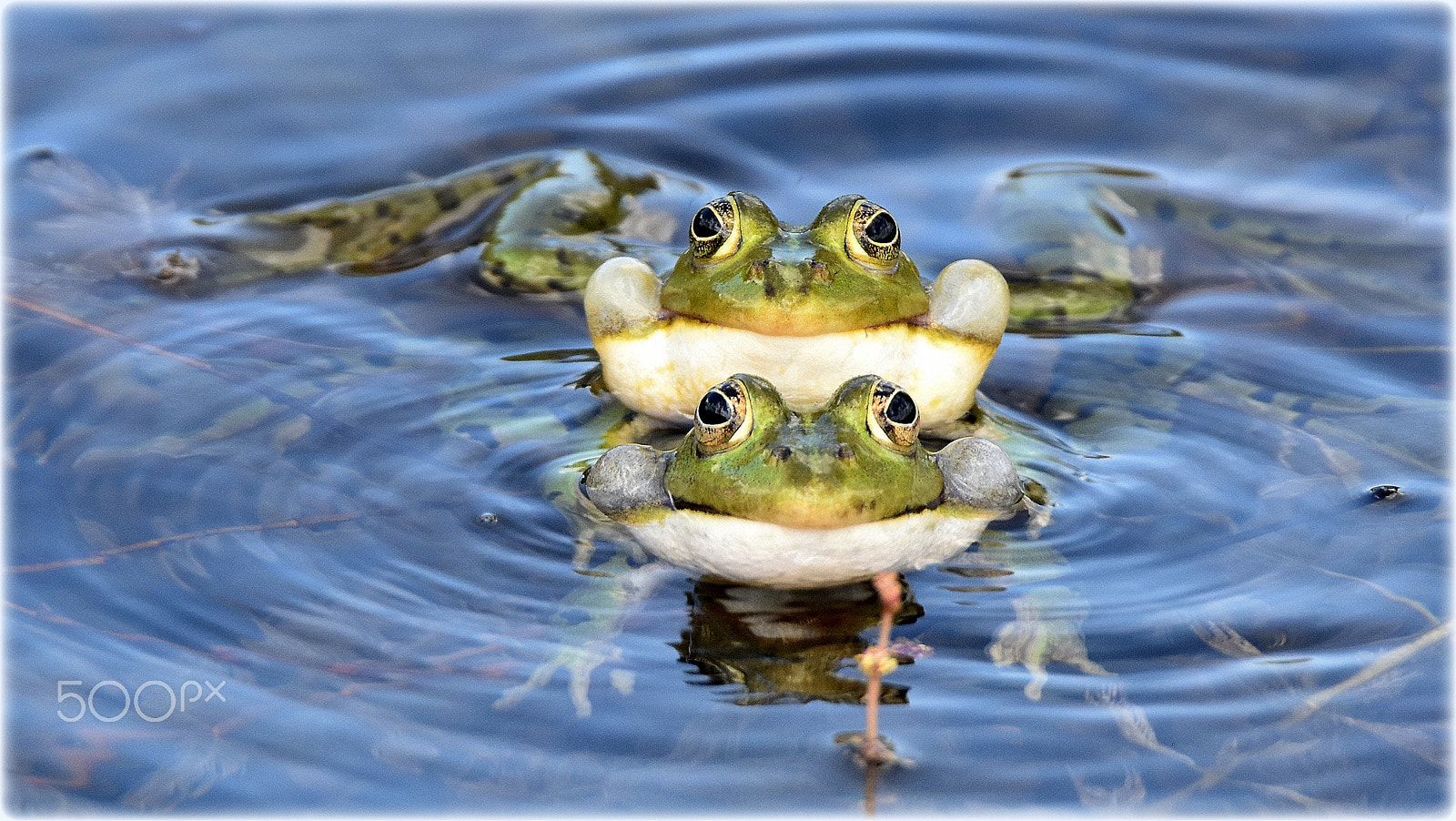 Nikon D7200 + Tamron SP 150-600mm F5-6.3 Di VC USD sample photo. "frogs" photography