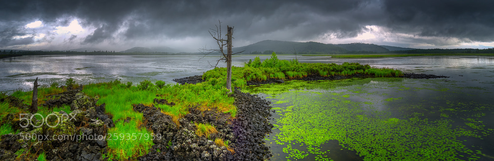 Pentax K-1 sample photo. Overcast of rhododendron lake photography