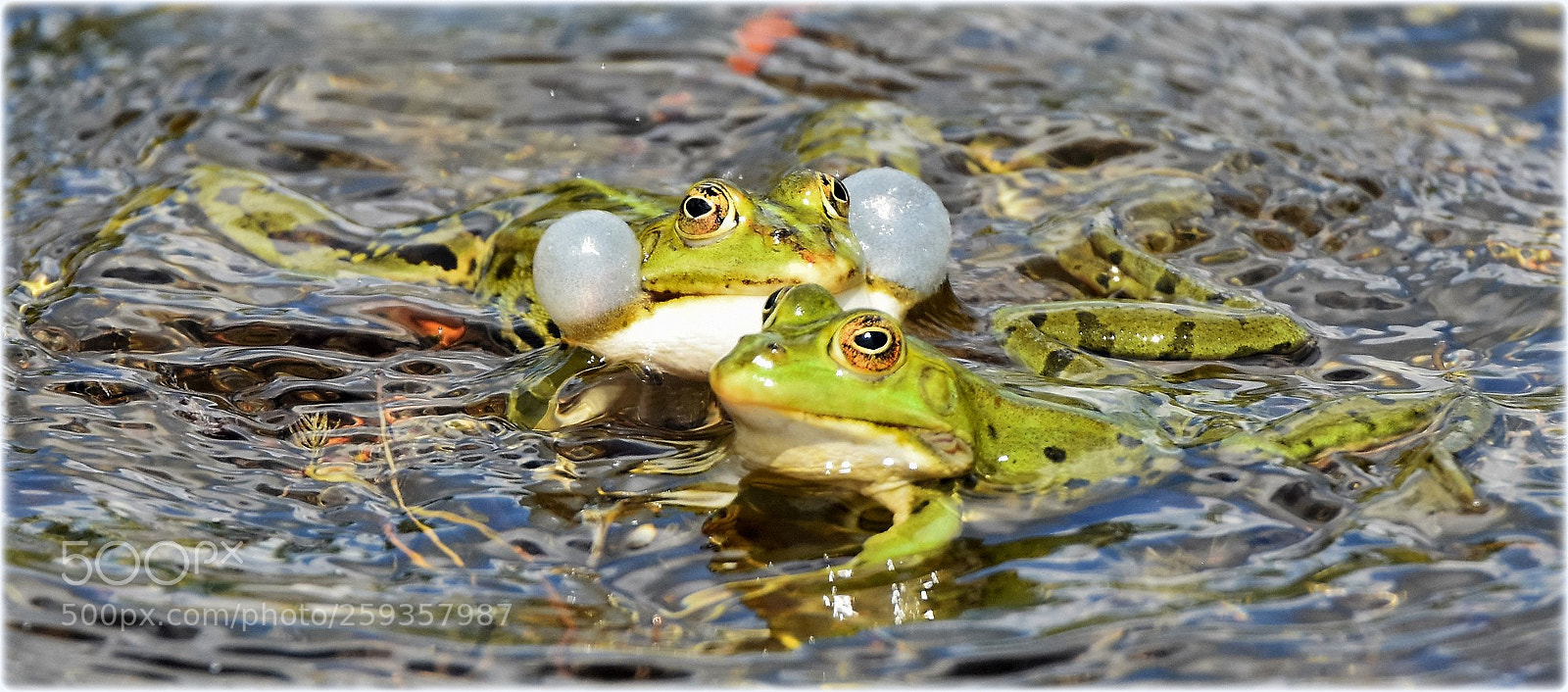 Nikon D7200 sample photo. "air bag" photography