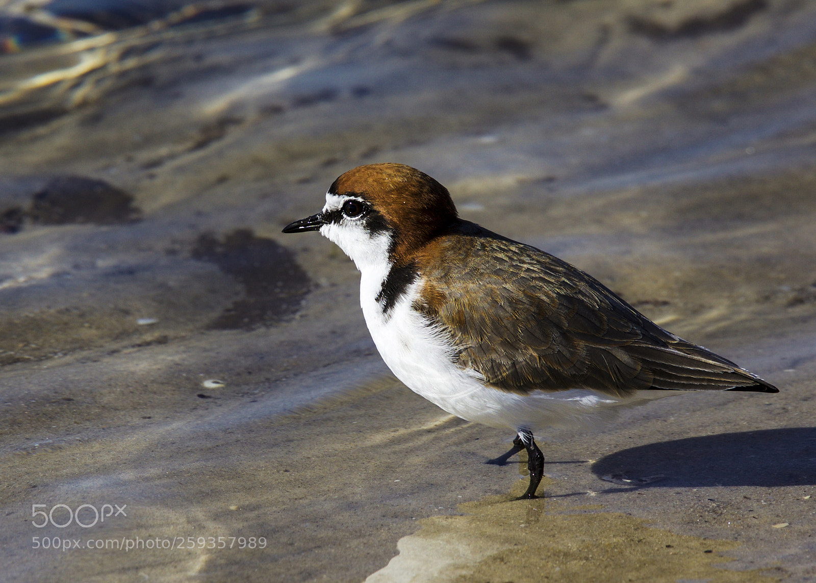 Canon EOS 5D Mark II sample photo. Red- capped plover photography