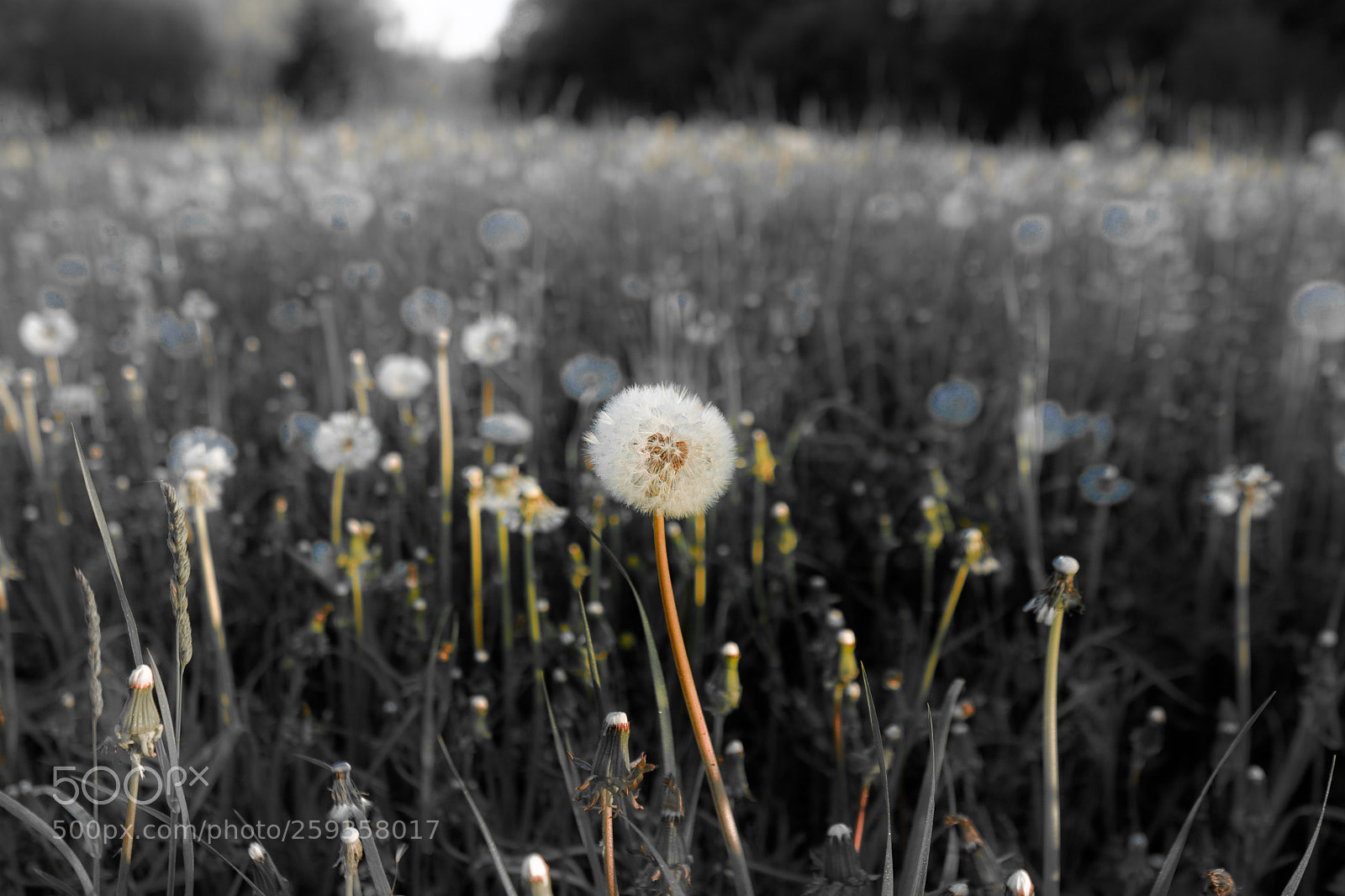 Sony a6000 sample photo. Last days of dandelions photography