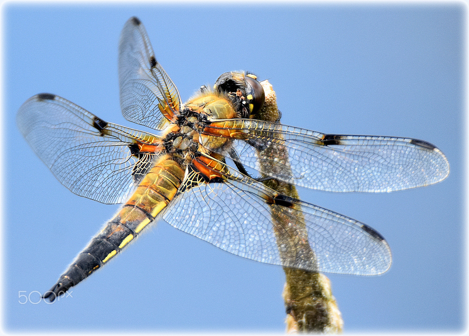 Nikon D7200 sample photo. "libelle,;" photography