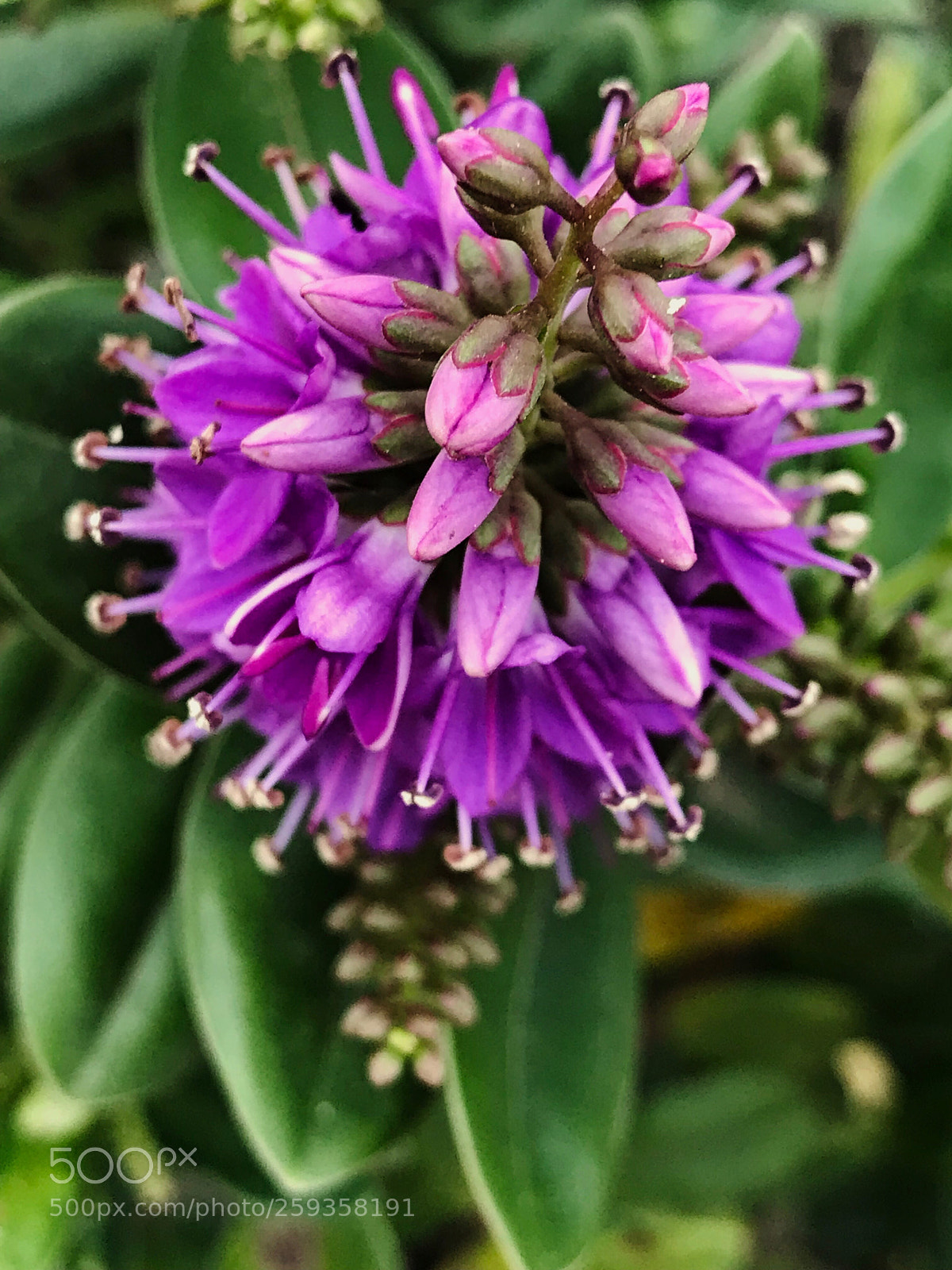 Apple iPhone 7 Plus sample photo. Flower  photography