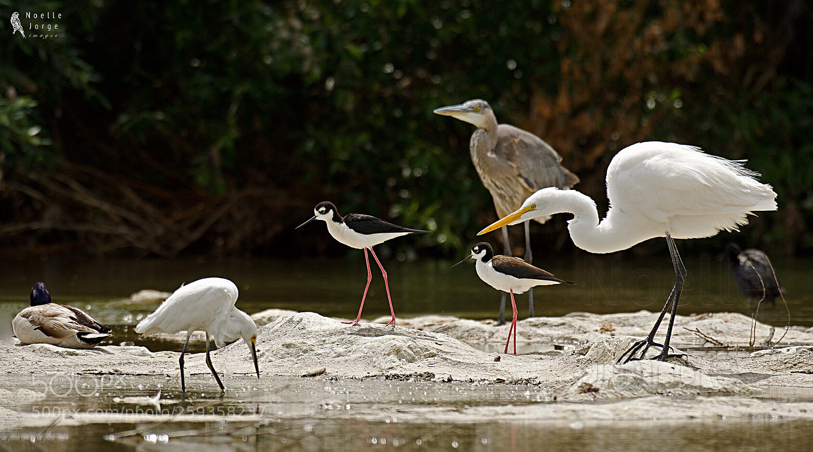 Nikon D500 sample photo. Birds of different feathers photography