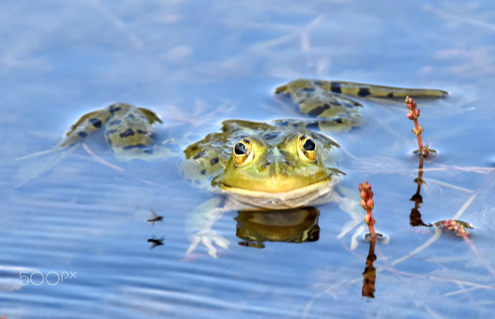 Nikon D7200 sample photo. "frog" photography