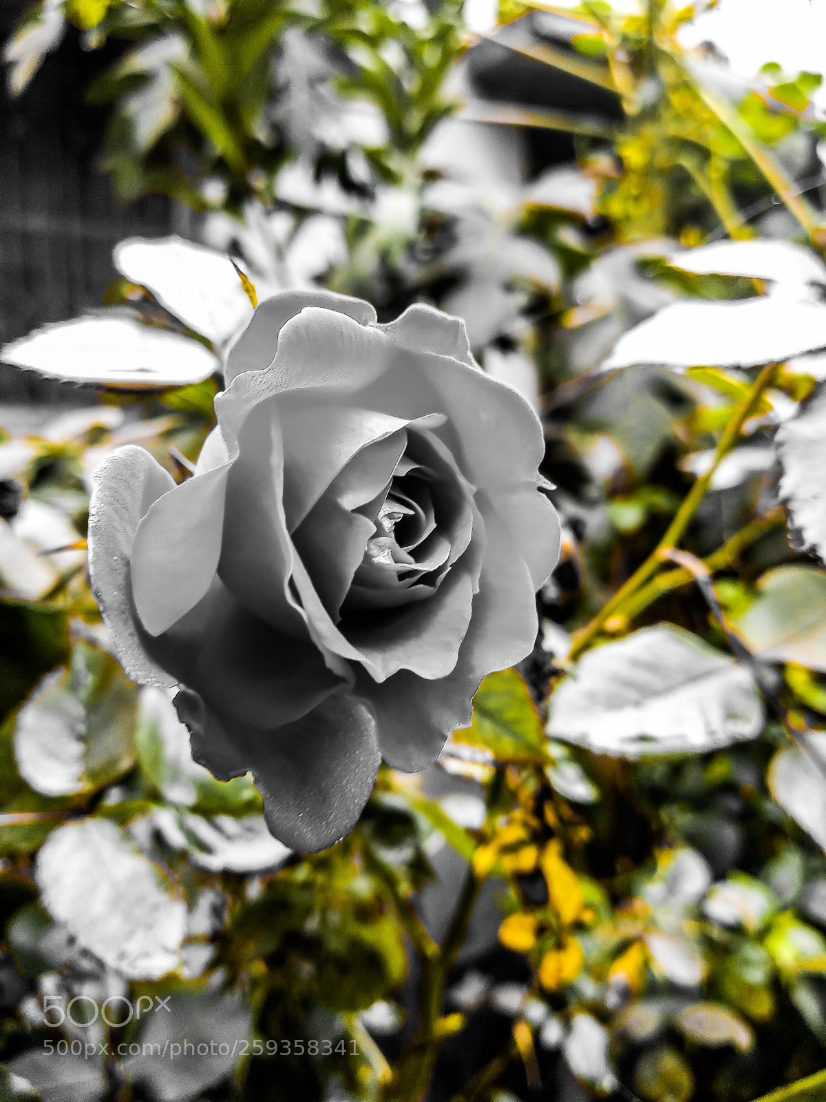 Xiaomi Mi A1 sample photo. Untitled photography