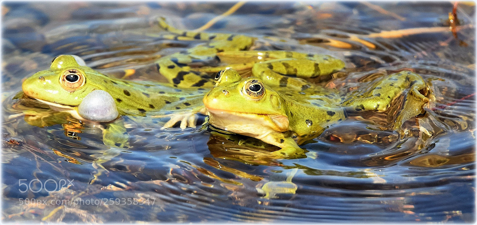 Nikon D7200 sample photo. "sonny frogs" photography