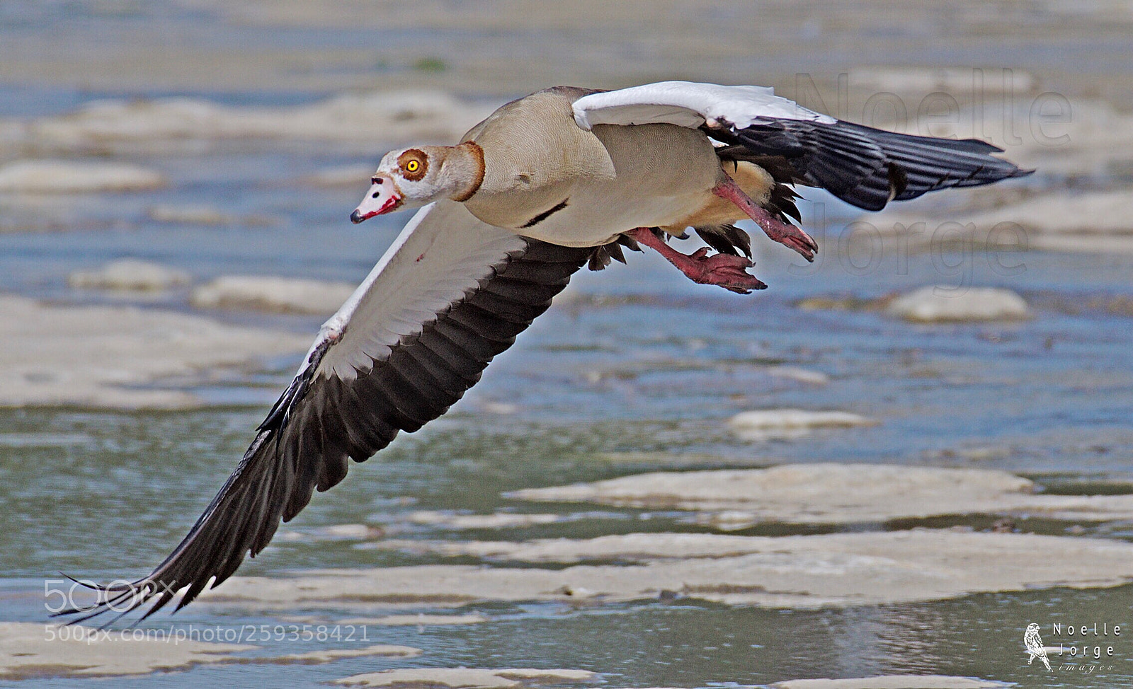 Nikon D500 sample photo. Egyptian approaching  photography