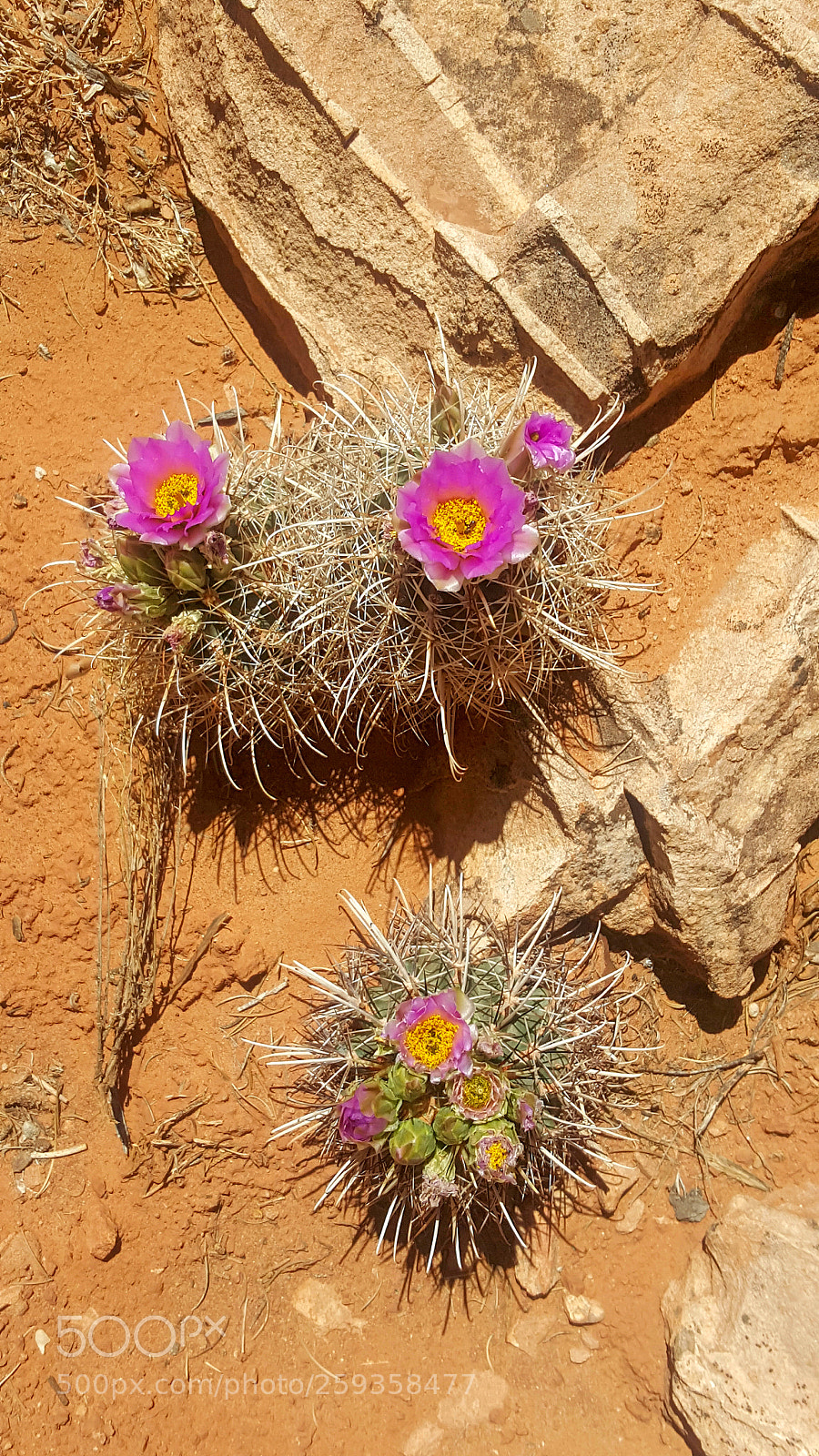 Samsung Galaxy Note5 sample photo. Beauty in the desert photography