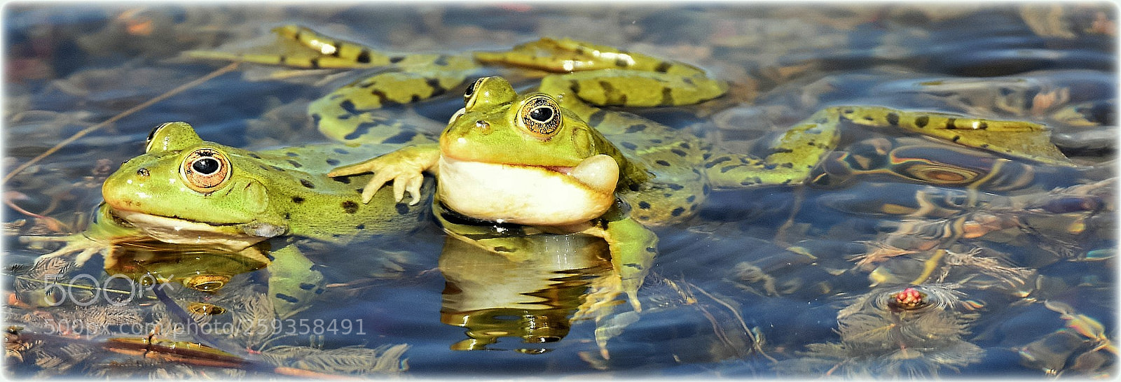 Nikon D7200 sample photo. "frogs,," photography