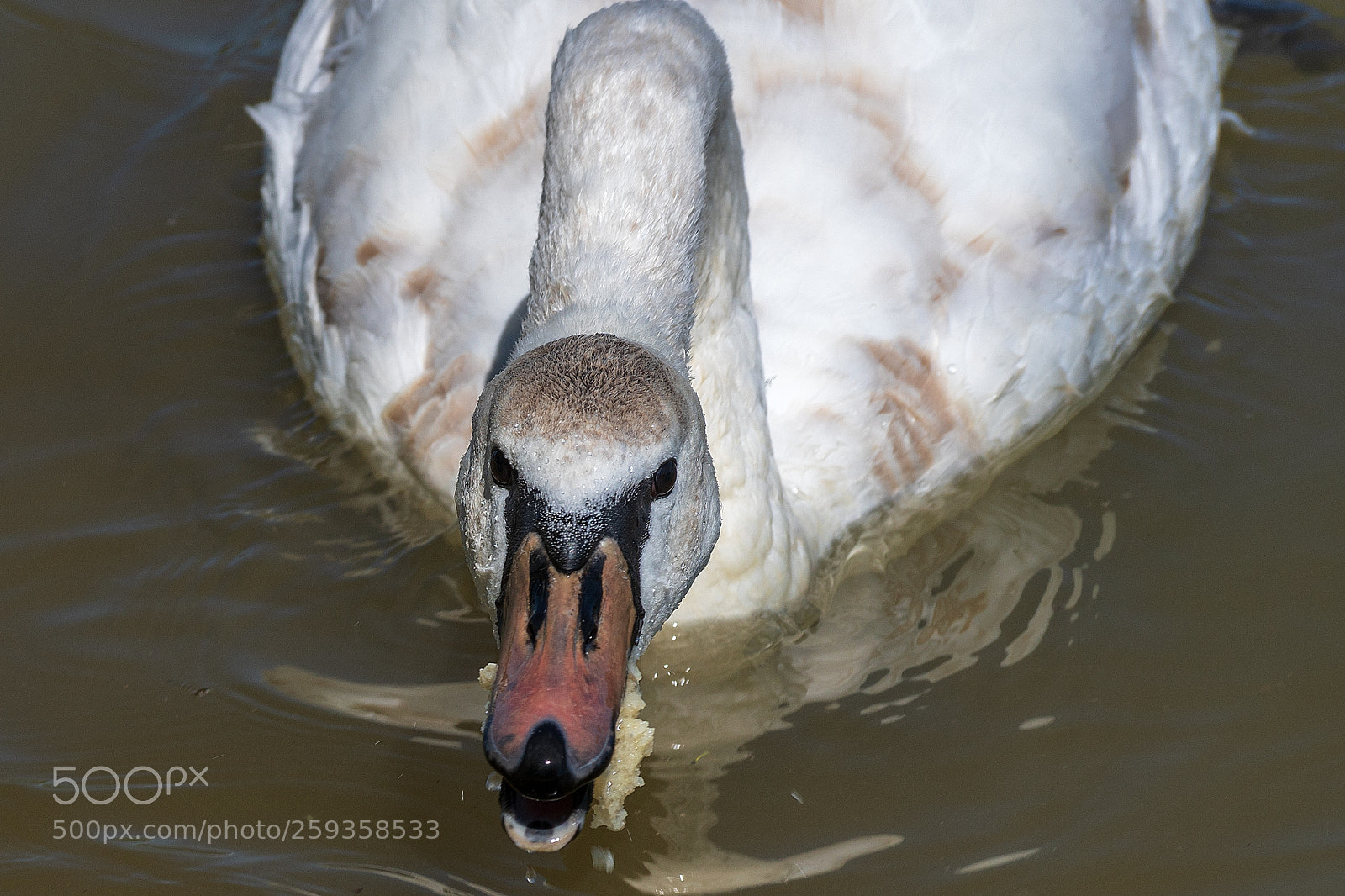 Sony ILCA-77M2 sample photo. Swan, symbol of beauty photography