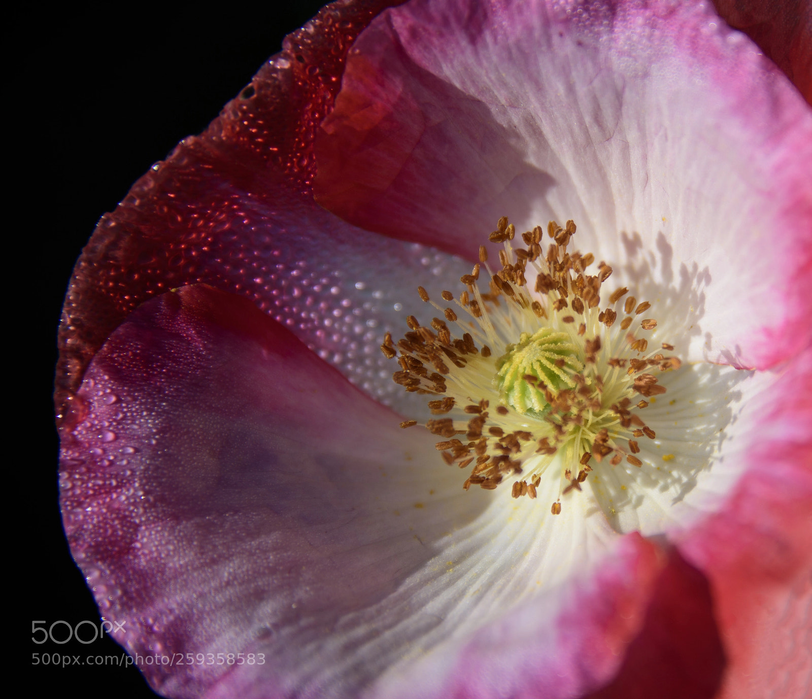 Nikon D810 sample photo. Poppy 3 photography