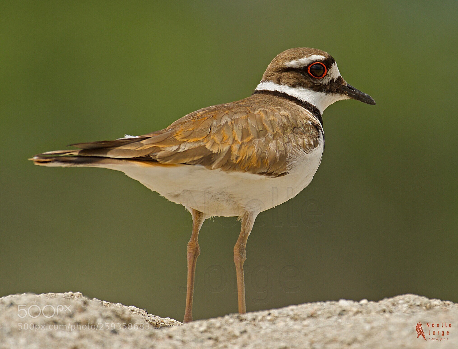 Nikon D500 sample photo. Strut and pose photography