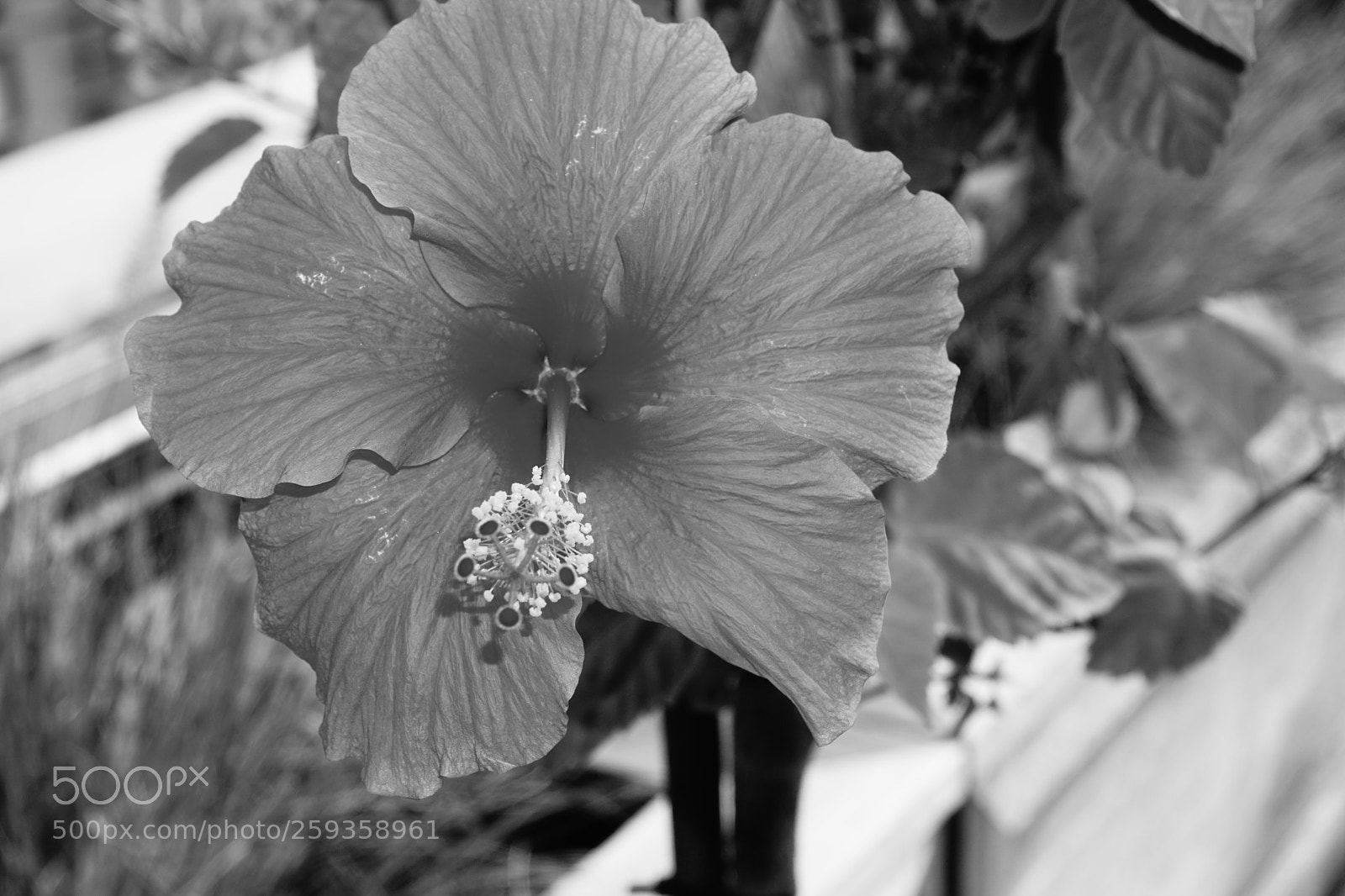 Sony a6000 sample photo. Flower photography