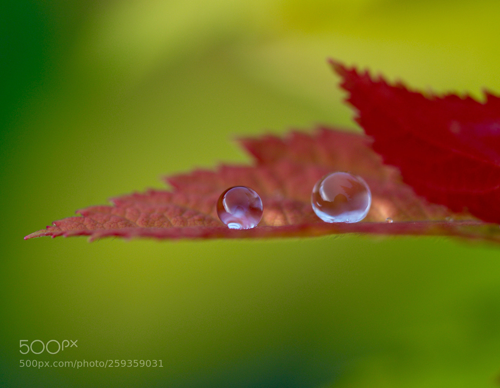 Nikon D500 sample photo. Untitled photography