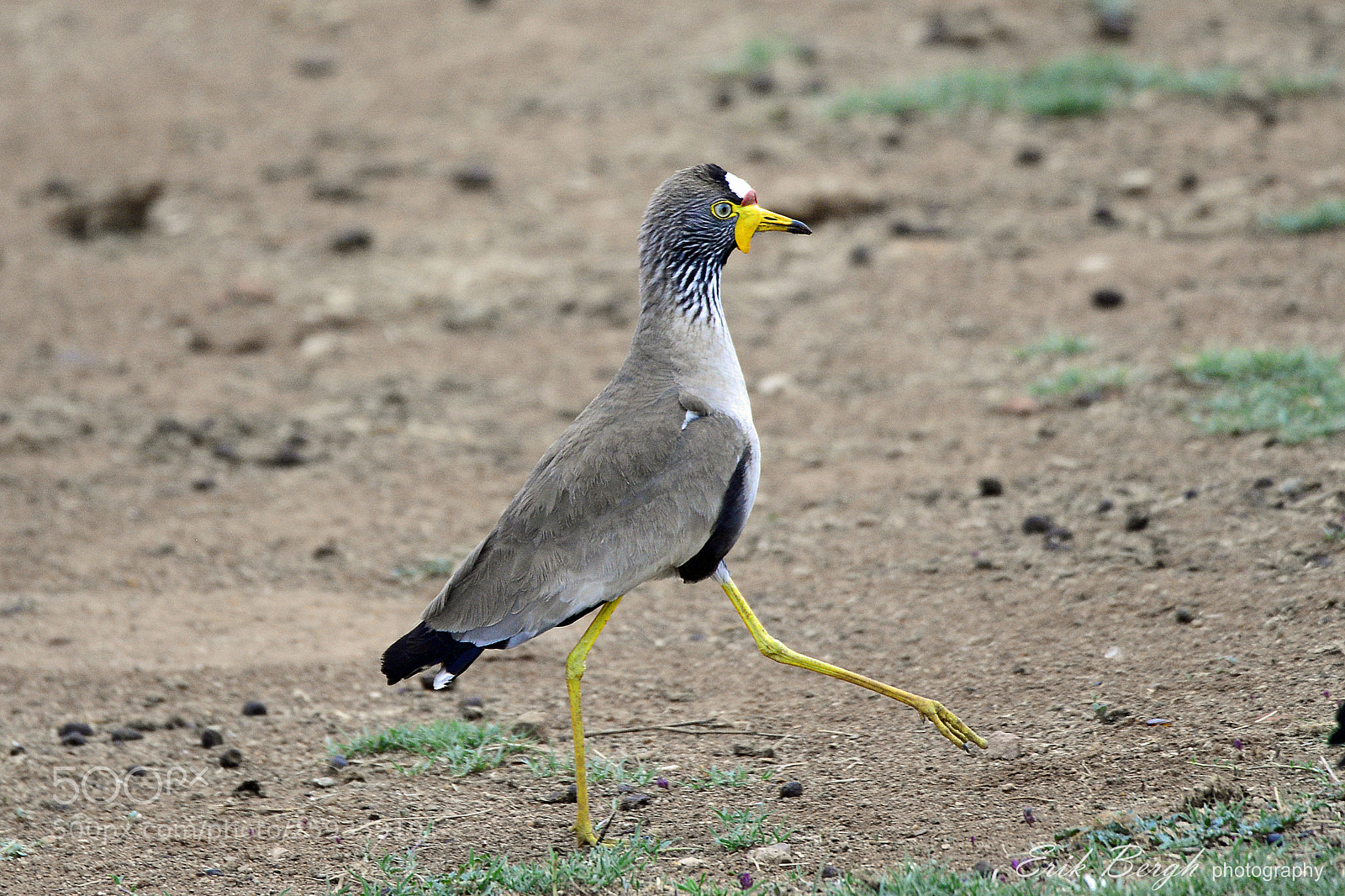 Nikon D610 sample photo. African wattled lapwing (lelkiewiet) photography