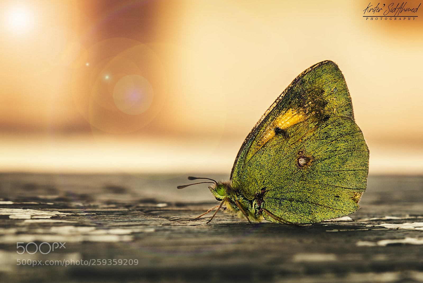 Nikon D750 sample photo. Papillon photography