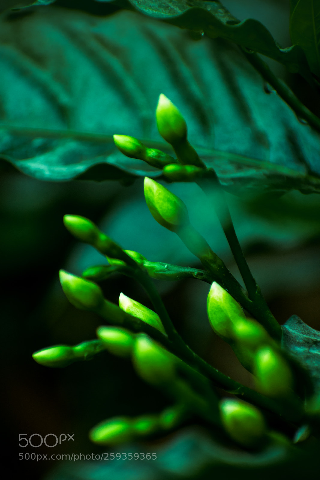 Nikon D5300 sample photo. Bloom photography