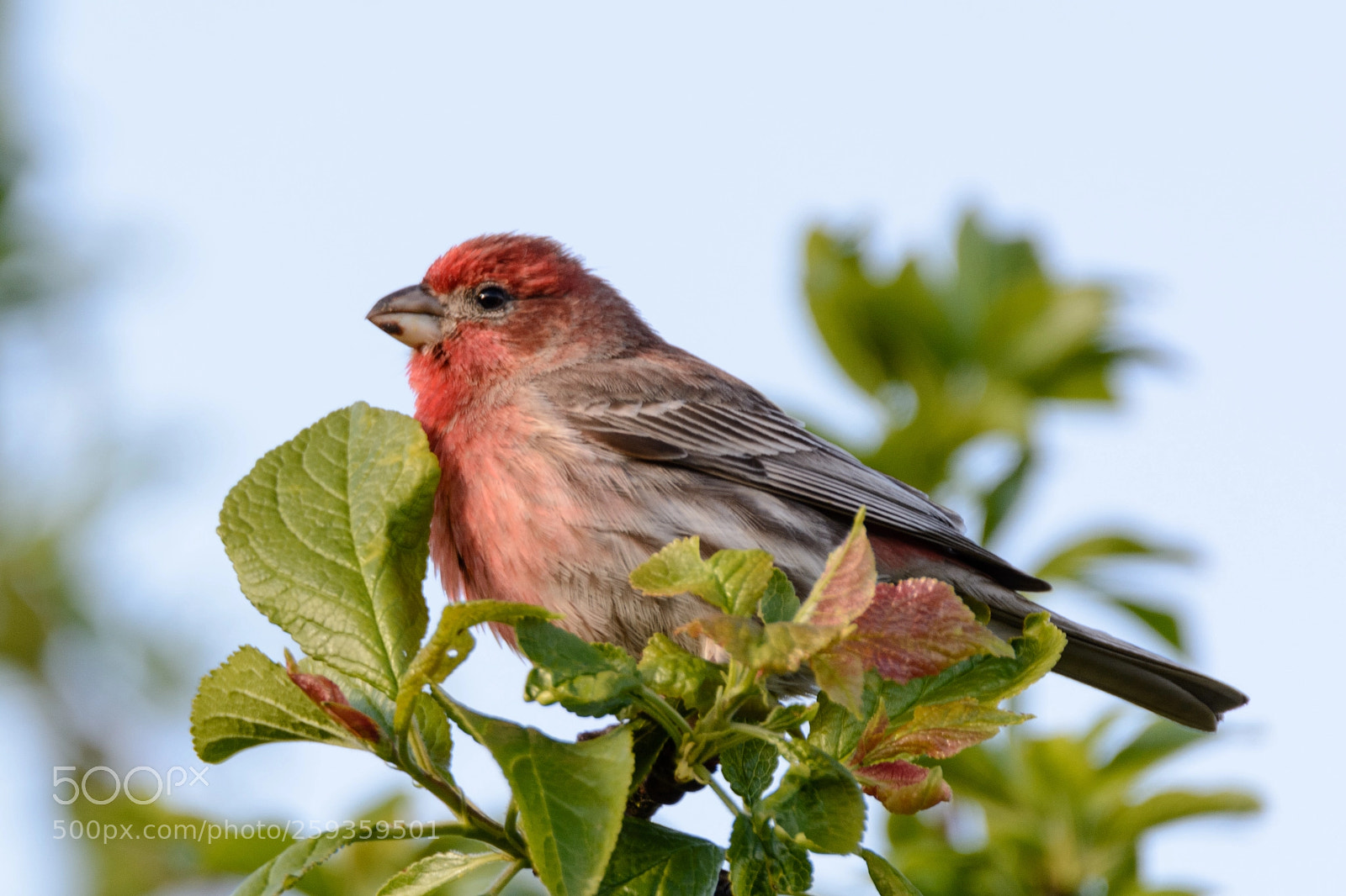 Nikon D7100 sample photo. Housefinch photography