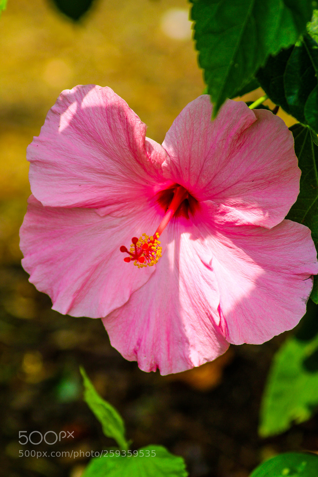 Canon EOS 700D (EOS Rebel T5i / EOS Kiss X7i) sample photo. Proud pink. photography