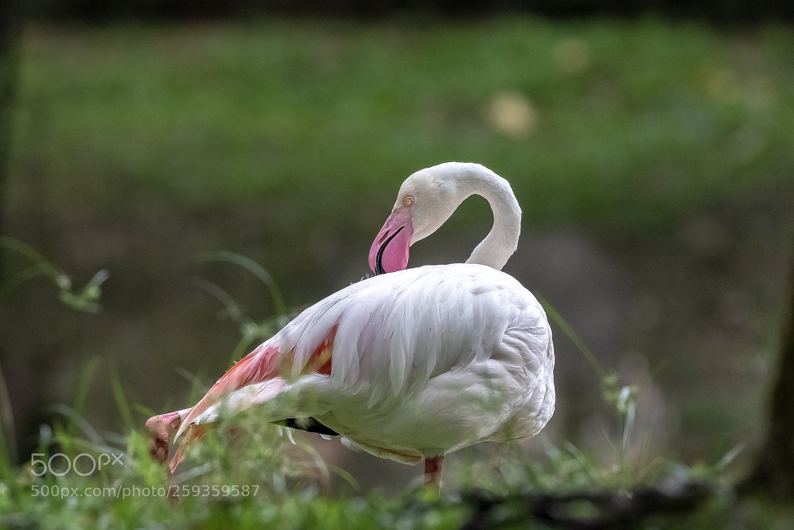 Canon EOS 7D Mark II sample photo. Untitled photography