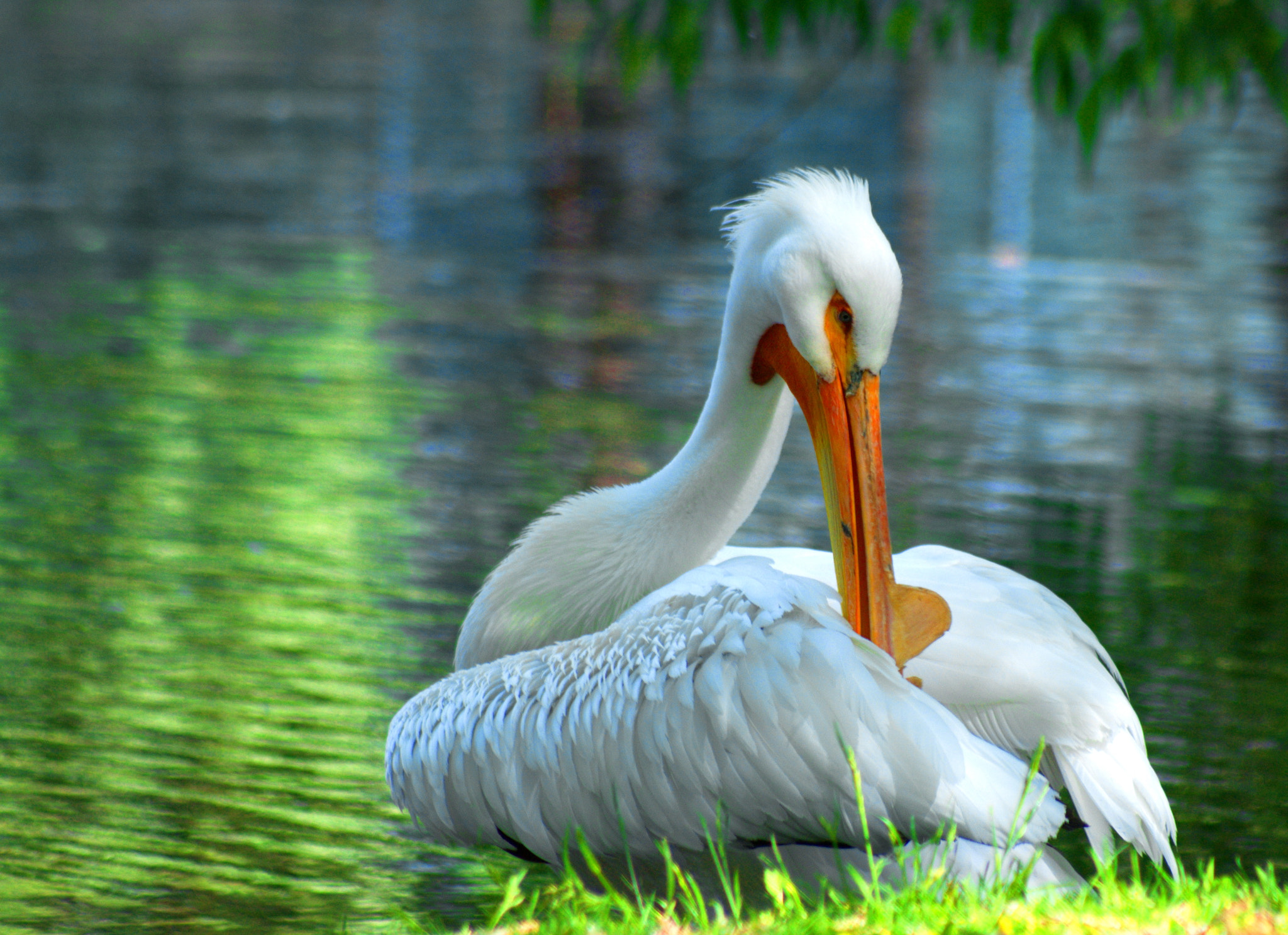 Nikon D3000 + Sigma 70-300mm F4-5.6 APO DG Macro sample photo. Pelican photography