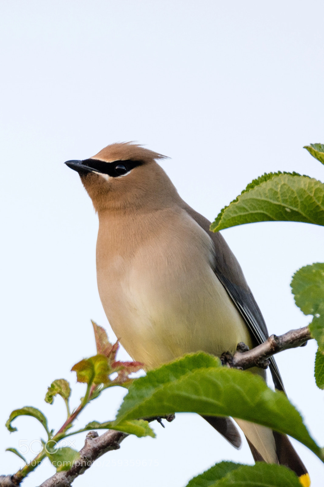 Nikon D7100 sample photo. Waxwing photography