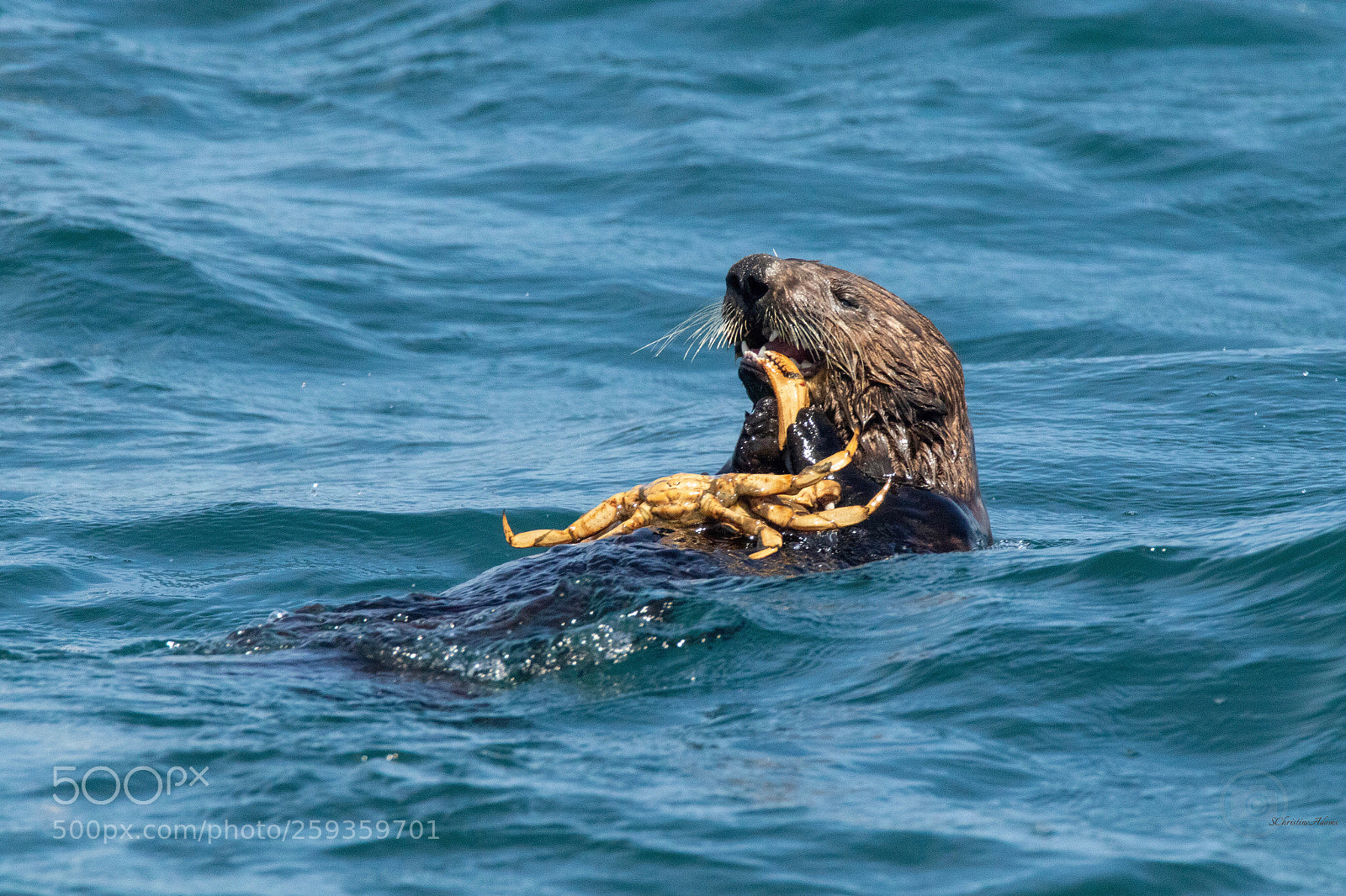 Canon EOS 7D Mark II sample photo. California sea otter & dungeness ! photography