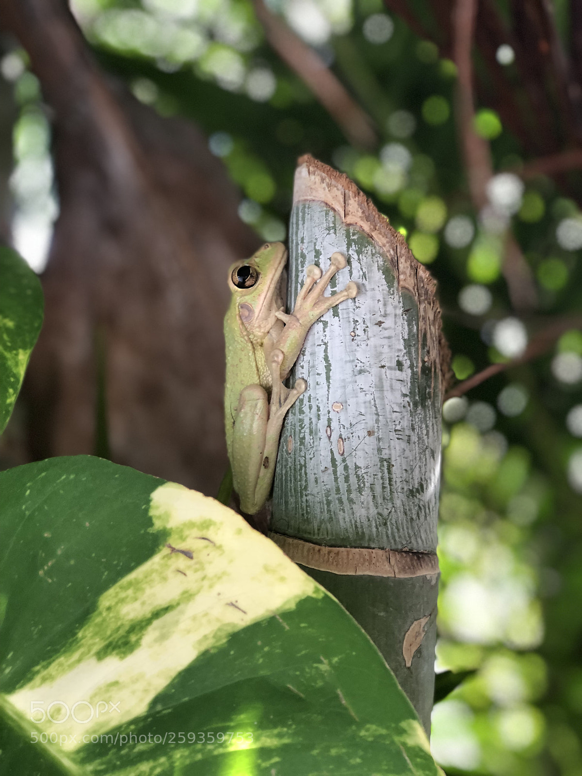 Apple iPhone 8 Plus sample photo. Untitled photography