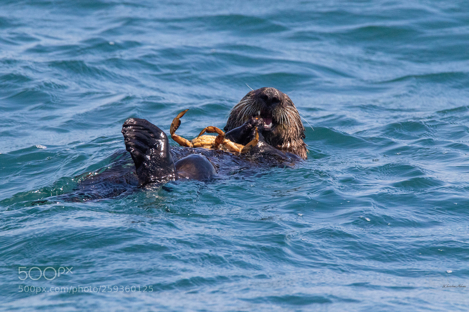 Canon EOS 7D Mark II sample photo. Living the california dream ! photography