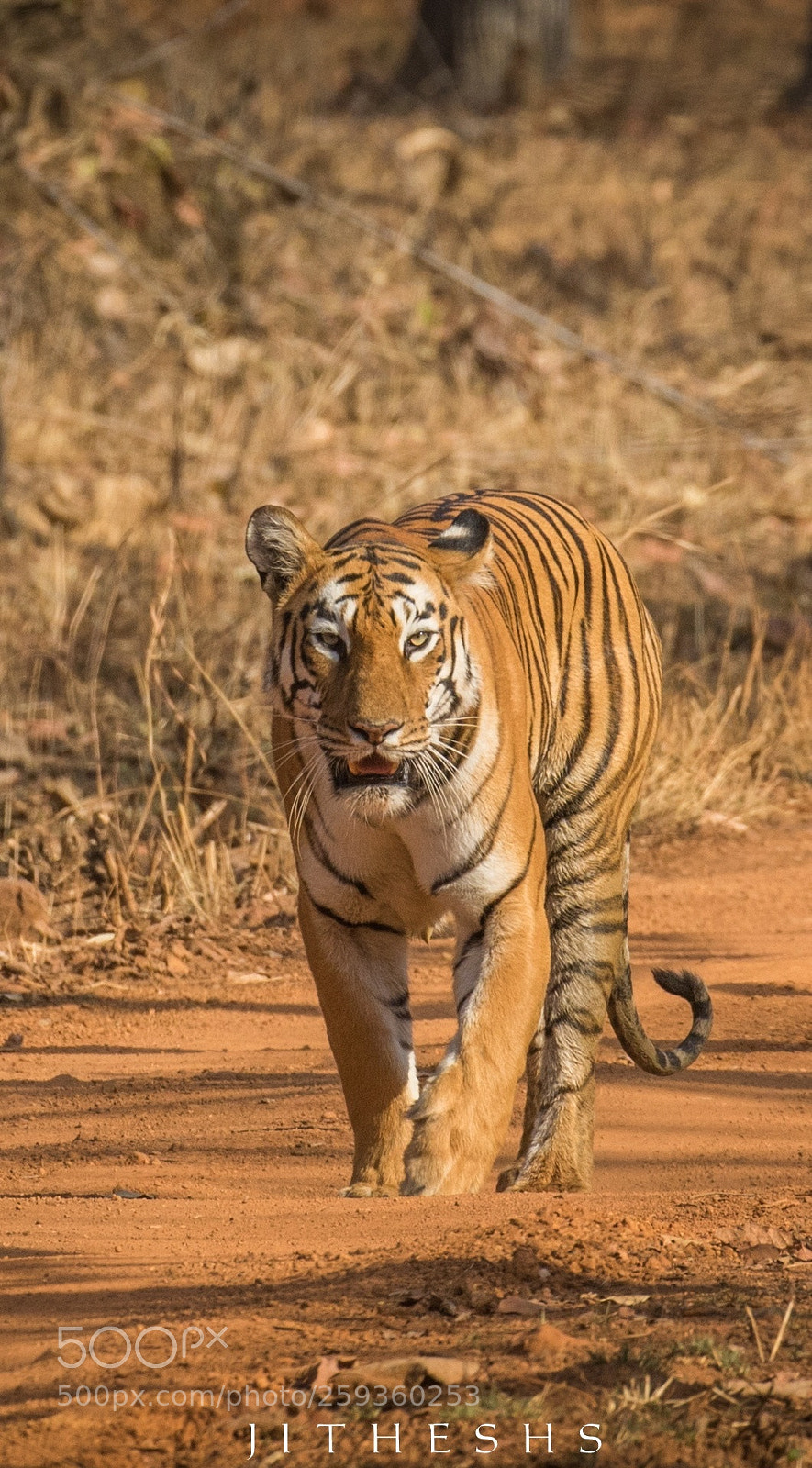 Canon EOS 7D Mark II sample photo. Tiger photography