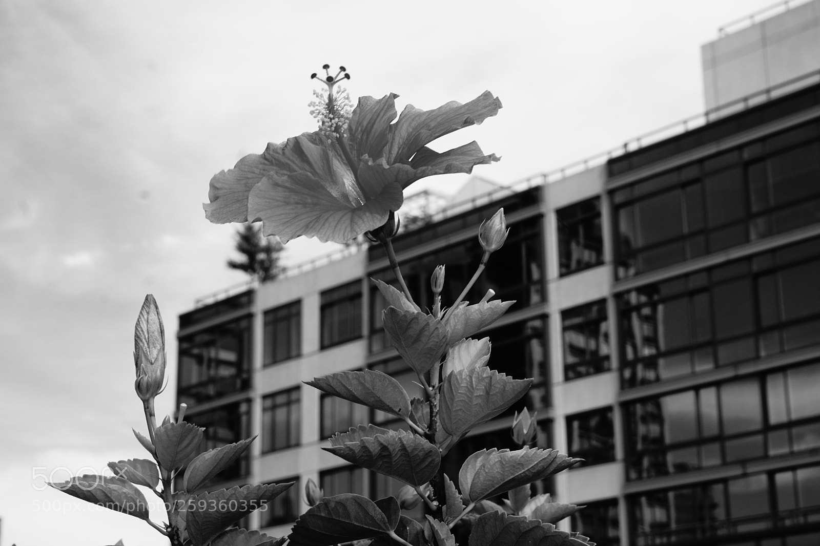 Sony a6000 sample photo. Flower photography
