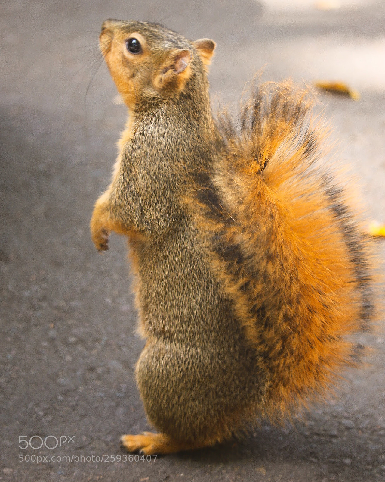 Canon EOS 500D (EOS Rebel T1i / EOS Kiss X3) sample photo. Squirrel  photography