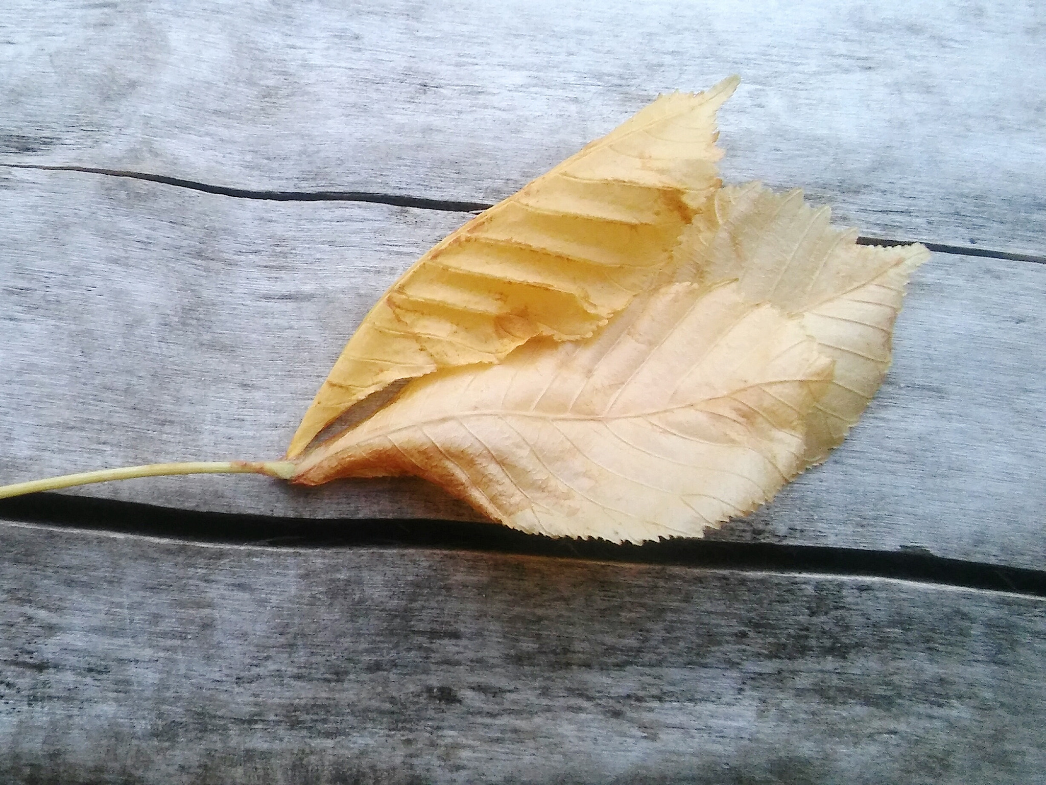 LG SPIRIT 4G LTE sample photo. Leaf photography