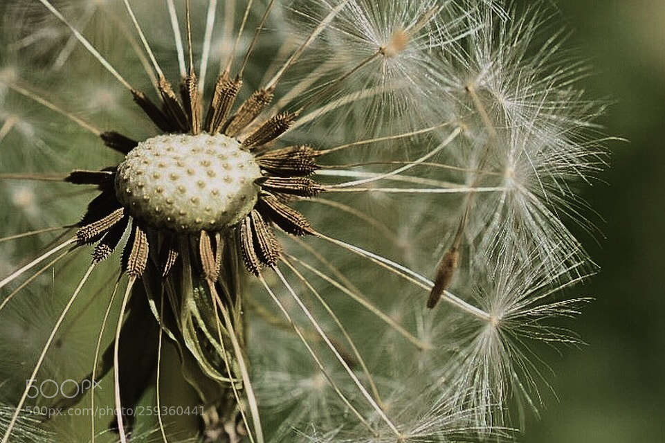 Nikon D5300 sample photo. Not yellow as the photography