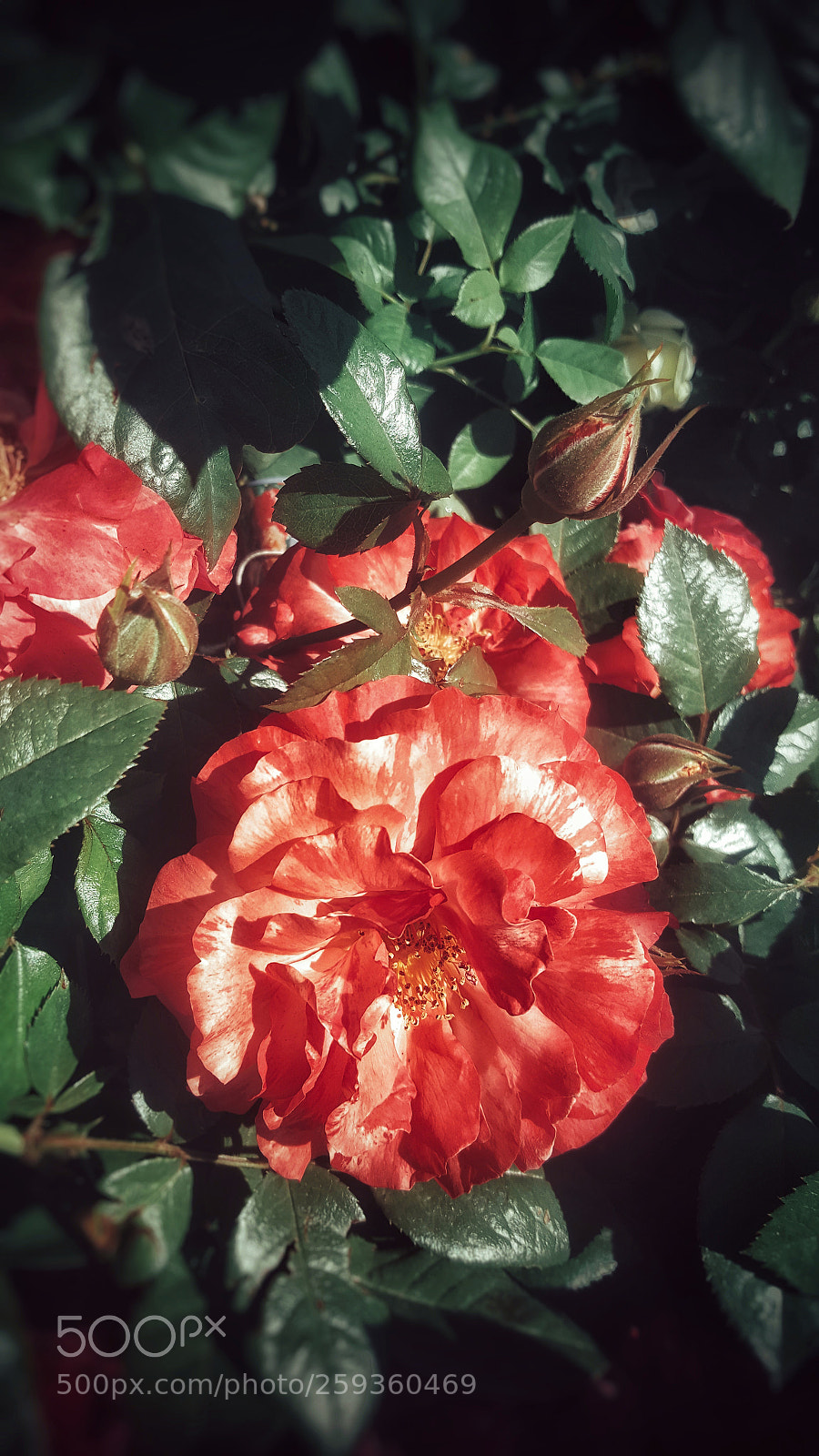 Samsung Galaxy Note5 sample photo. Untitled photography