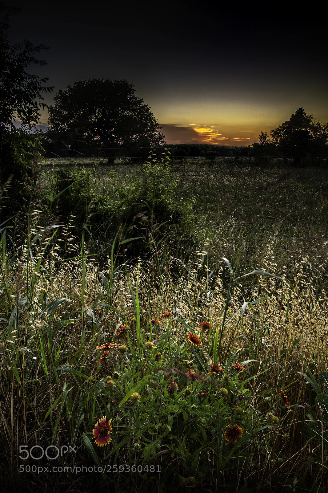 Canon EOS 6D Mark II sample photo. Sunset jarrell tx photography