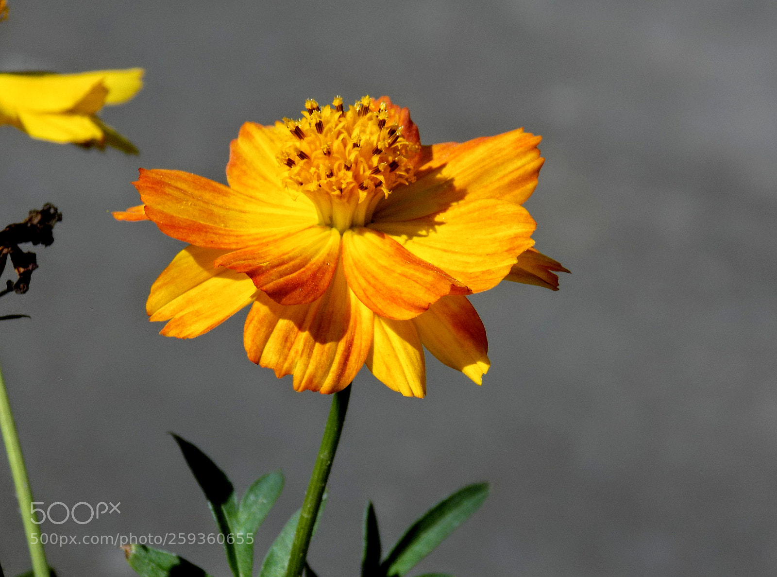 Nikon COOLPIX L340 sample photo. ~the sunny flower photography