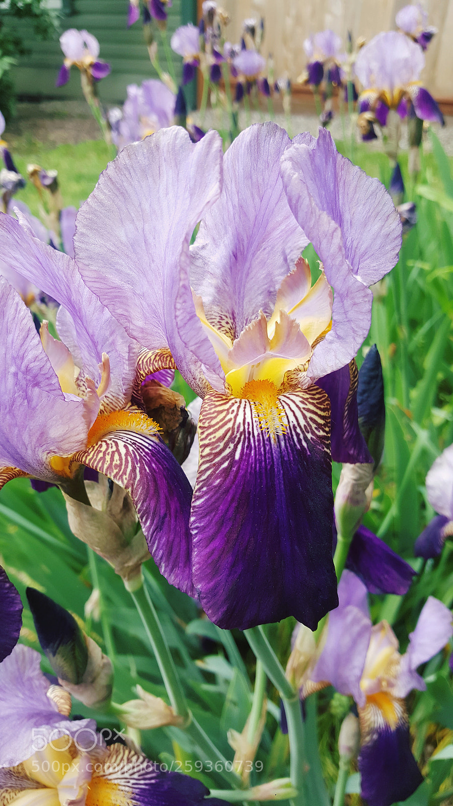 Samsung Galaxy Note5 sample photo. Untitled photography