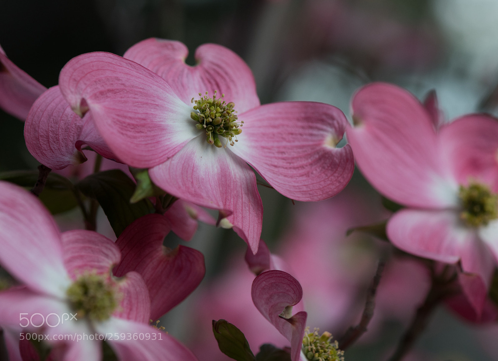 Nikon D850 sample photo. Random flower photography
