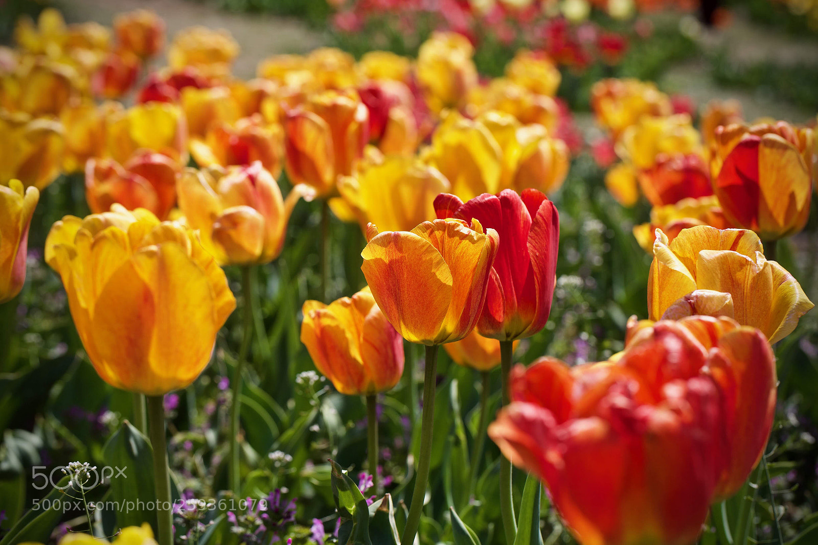 Canon EOS-1D X sample photo. Tulips photography