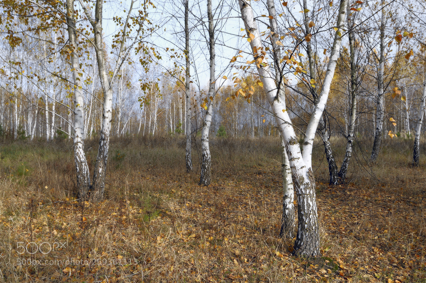 Nikon D300 sample photo. Autumn dance photography