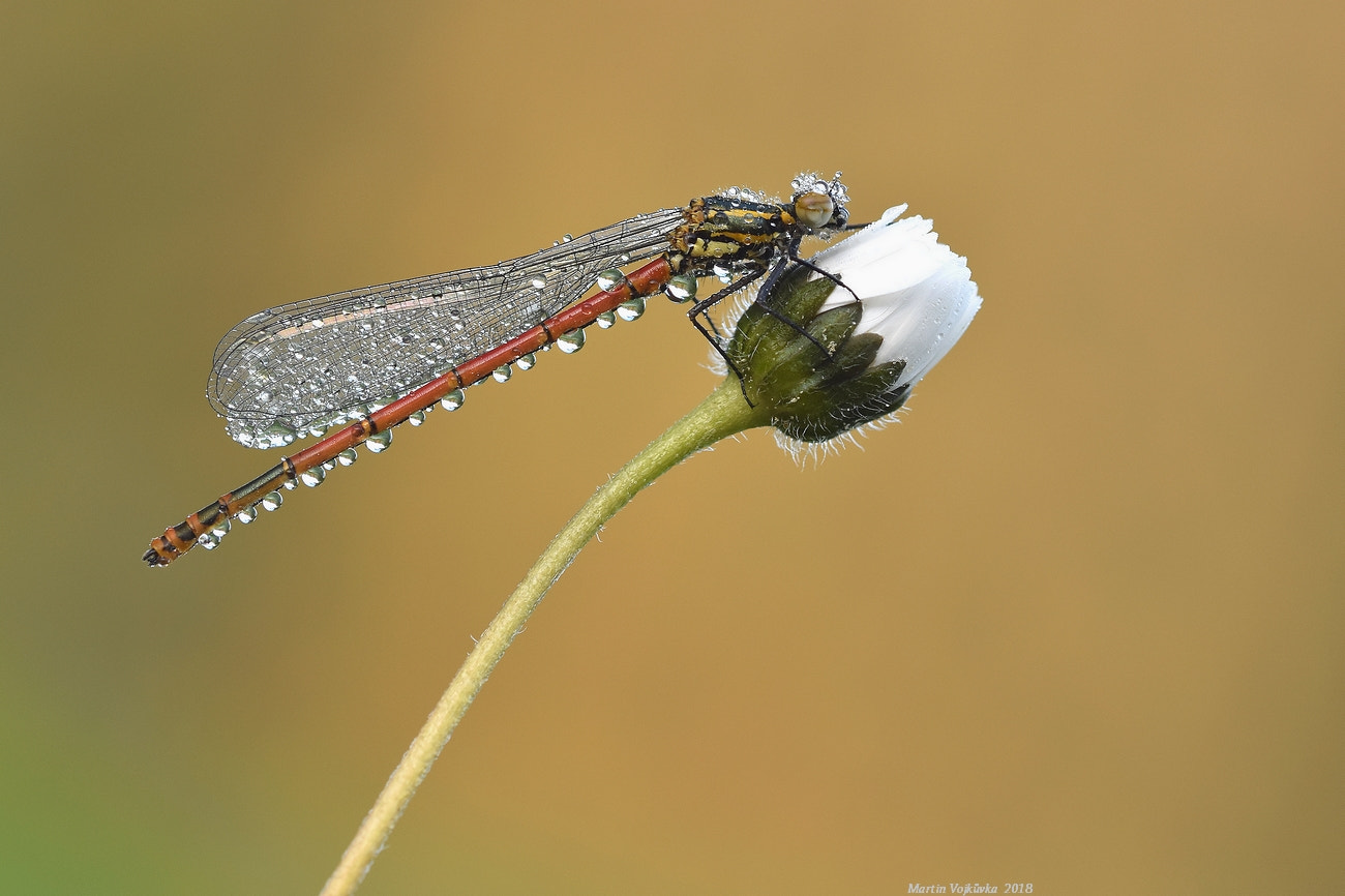 Sigma 105mm F2.8 EX DG OS HSM sample photo. Pyrrhosoma nymphula (šidélko ruměnné) photography